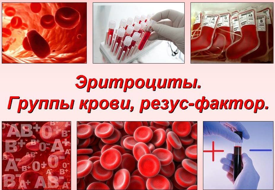 Quels sont les groupes sanguins?