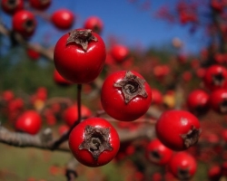 Useful properties of hawthorn fruits. How and when to use hawthorn?