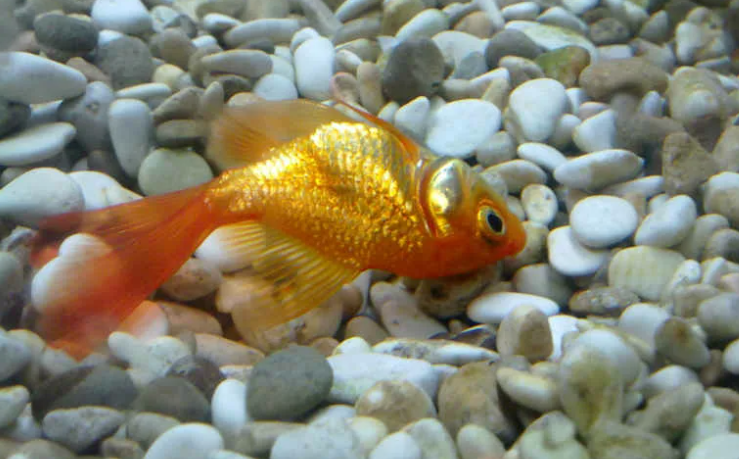 Золотая рыба лежит на дне аквариума — заболела
