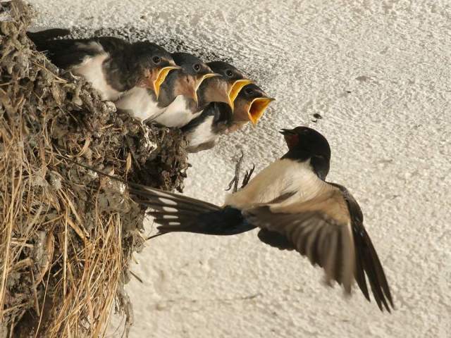 Pourquoi vous ne pouvez pas toucher, ruiner les nids d'oiseaux: informations pour les enfants. Comment évaluer l'acte des garçons qui ruinent les nids?