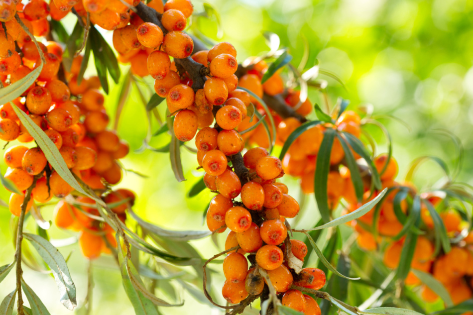 اعتمادًا على مجموعة متنوعة من التفاح ، يمكن أن تكون الكومبوت مع Sea Buckthorn صفراء أو وردية أو برتقالية