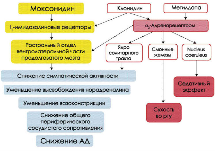 The principle of operation of the moxodinin