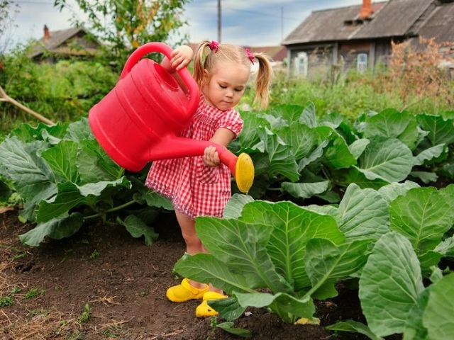 The lunar sowing calendar of the gardener and gardener for 2023-2024 in Ukraine, DPR, LPR, Zaporozhye, Kherson-favorable days for sowing seeds, planting seedlings in the ground, planting and trimming of strawberries, fruit trees and bushes: table: table