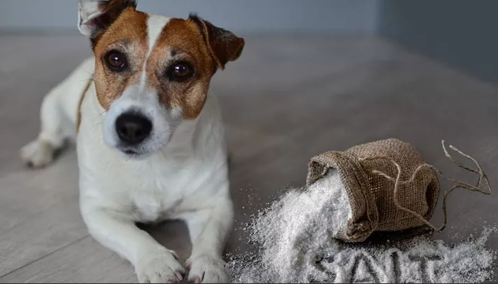 Salt is useful for the dog, but in small quantities