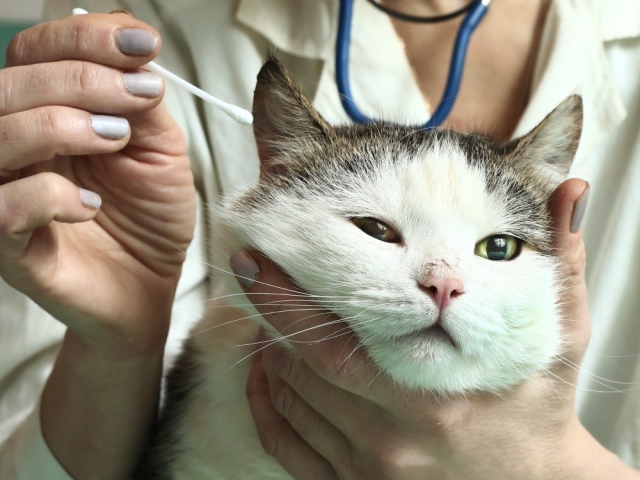 Apa yang harus dilakukan jika anak kucing itu memiliki mata berbulu? Perawatan supurasi mata pada anak kucing dalam tetes, salep, obat rakyat. Eyes of the Kitten fester: Alasan, perawatan, ulasan