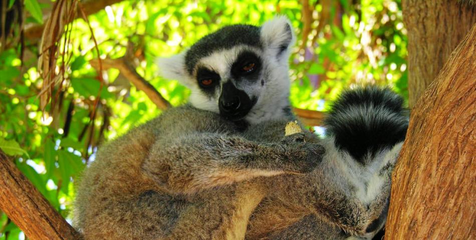 Zoo singe des singes, Tenerife, Canaries