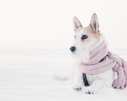 Warum frieren Hunde und ihre Pfoten im Winter in der Kälte nicht ein, bei welchen Temperaturhunden einfrieren, was zu tun ist, wie man eine Hundestande isoliert?