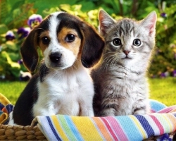 Who is smarter: cats or dogs and why? Comparison of the intelligence of the dog and cats: similarities and differences. A cat and a dog - who is better: merits to humanity. Who is better to get in an apartment - a cat or a dog: a test