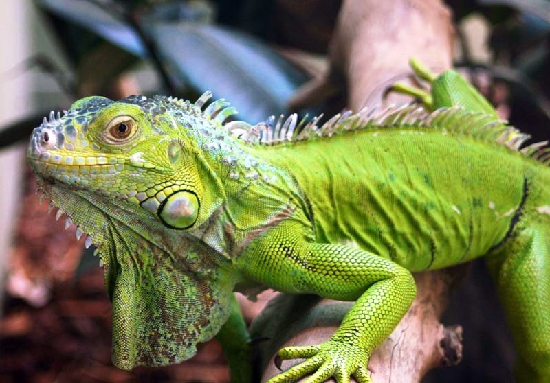 For homemade iguana, the level of humidity in the aviary is important
