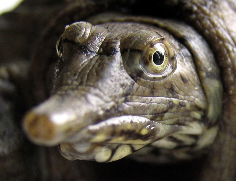 У трионикса китайского достаточно необычная для черепахи мордочка