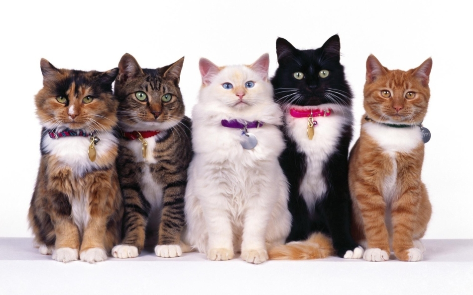 Multi -colored cats
