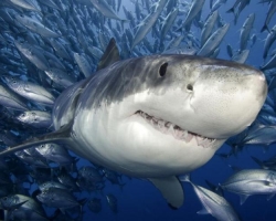 Najnevarnejši za ljudi so morilski morski psi: seznam prvih 10, opis, fotografija