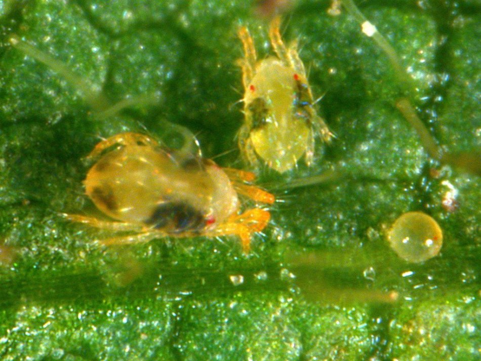 Spider mite on pepper seedlings