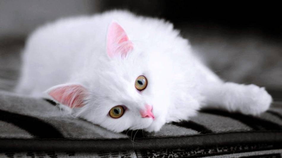 What to call a white cat or kitten?