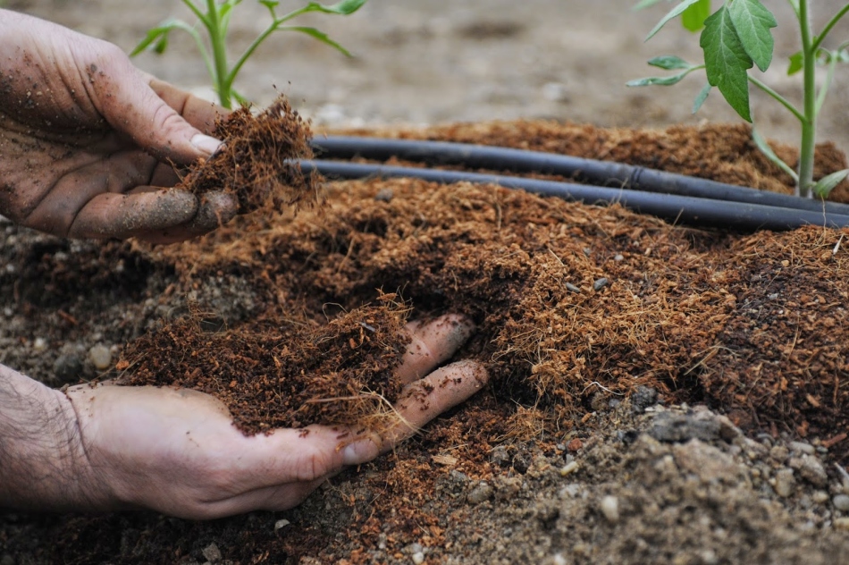 Почва для рассады томатов: подкормка