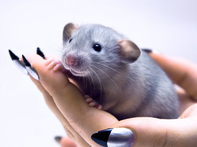 Isi tikus rumah dekoratif: perawatan, mandi, makan, rekomendasi, daftar sampo dan tikus terbaik untuk tikus