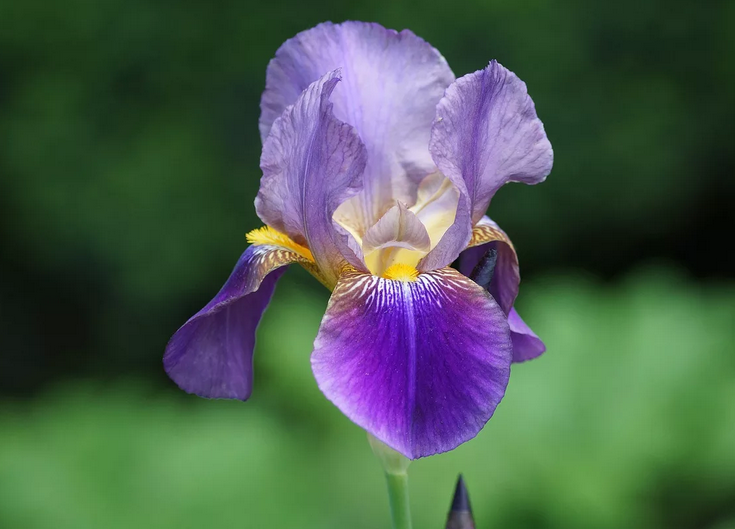 Talisman Flower Iris