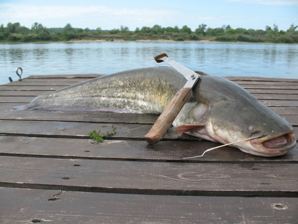Catching a catfish for laundry soap is one of the favorite fishing tanks