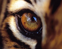 Stone Tiger Eye: Propriétés magiques et de guérison, à qui elle convient au signe du zodiaque, nom? À quoi cela ressemble-t-il, quelle couleur est une pierre de tigre: description, photo