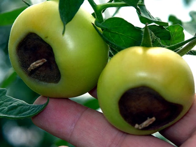 Basic diseases of tomatoes: description of diseases, photo