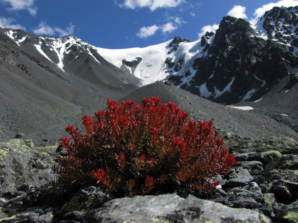 Cepillo rojo