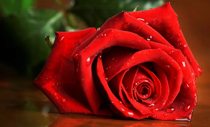 Scarlet Rose pour attirer l'amour