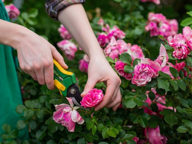 Как правильно подрезать розы после цветения: уход в летний период, осенью, перед зимними холодами