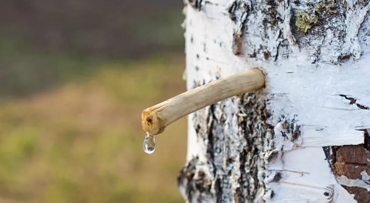 Jugo de abedul en la primavera