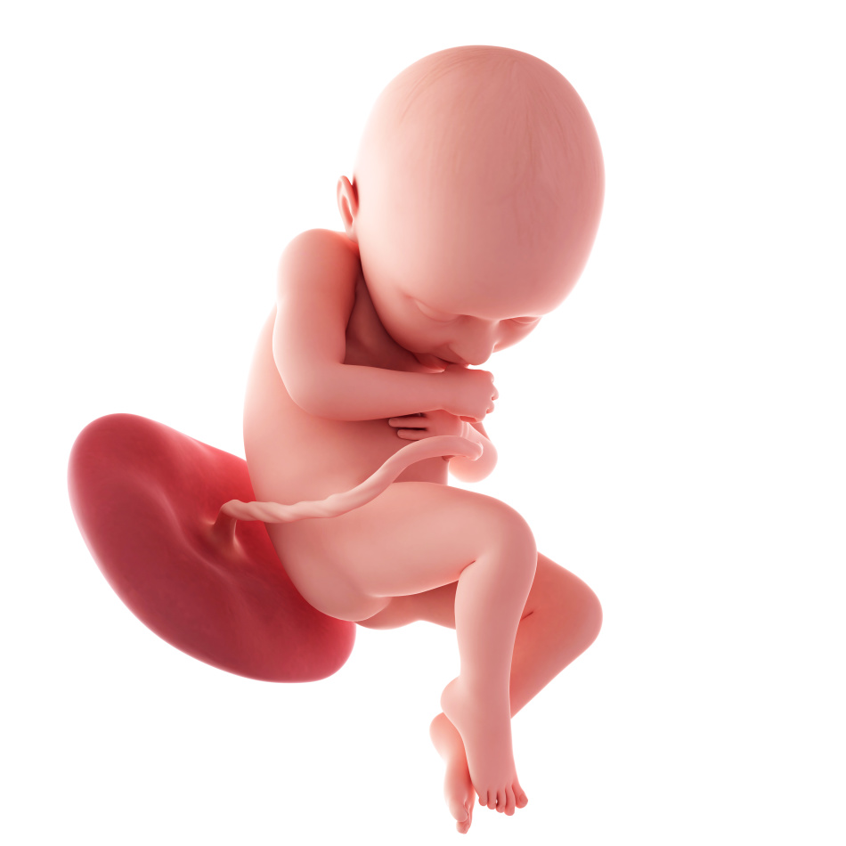 Schematic image of the fetus in the native presentation