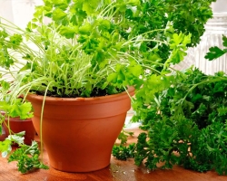 How to plant parsley correctly so that she will rise quickly? Parsley - landing and care in open ground in spring and autumn in the winter: instructions, tips