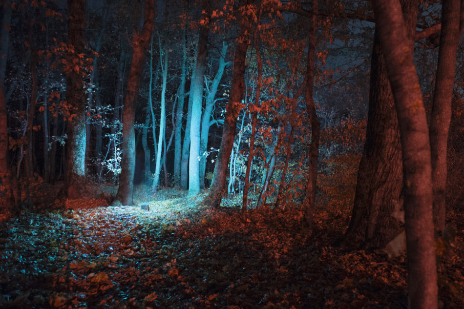 The night forest in a dream promises changes in personal life.