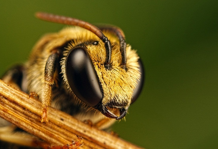 Miller a vu un bon signe dans l'abeille