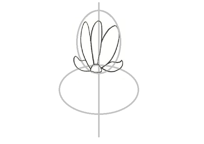 How to draw a flower of iris: draw beards on fouls