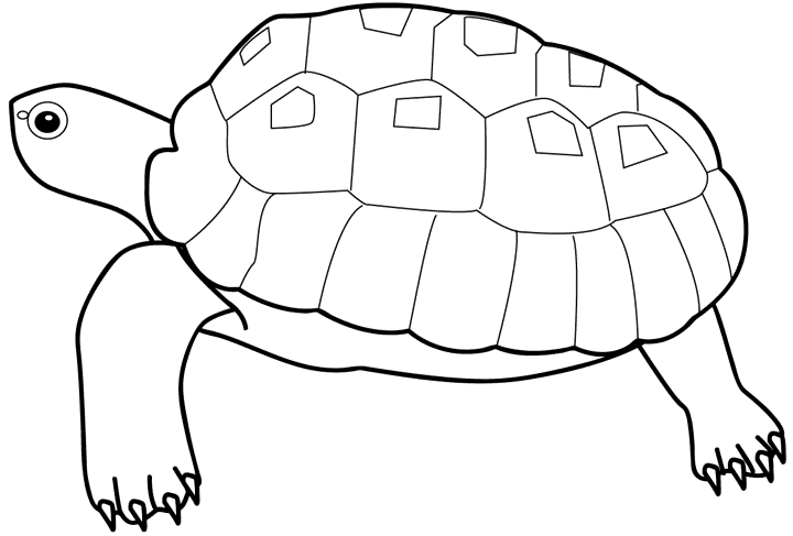 Șablon de broască țestoasă 3