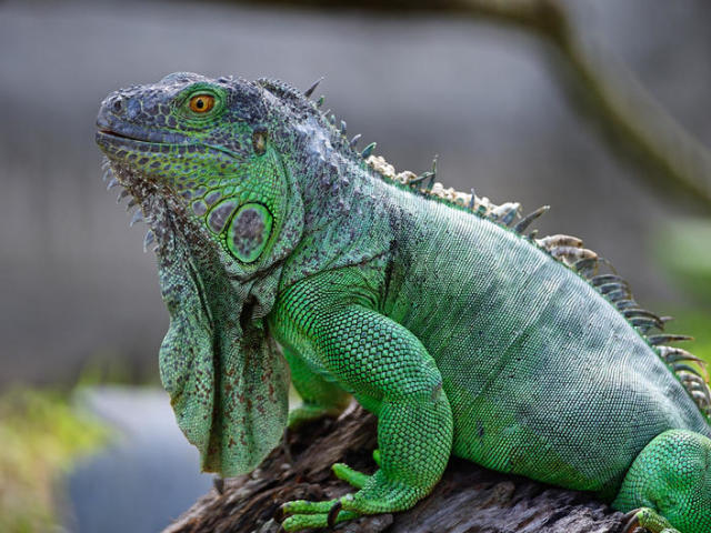 Zelena iguana: Nega in vzdrževanje doma, fotografija