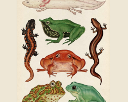 Earthmatic: features and characteristics of vertebrates. Signs of amphibians as inhabitants of water: how are they different from mammals, reptiles?