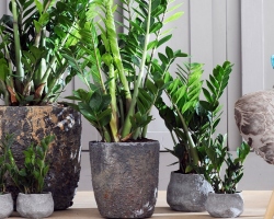 Dollar tree or indoor flower Zamioculcas: landing, care, reproduction, watering, transplantation in the fall, winter, cultivation, top dressing at home, illness, signs and superstition. Why is Zamioculcas called a celibacy flower?