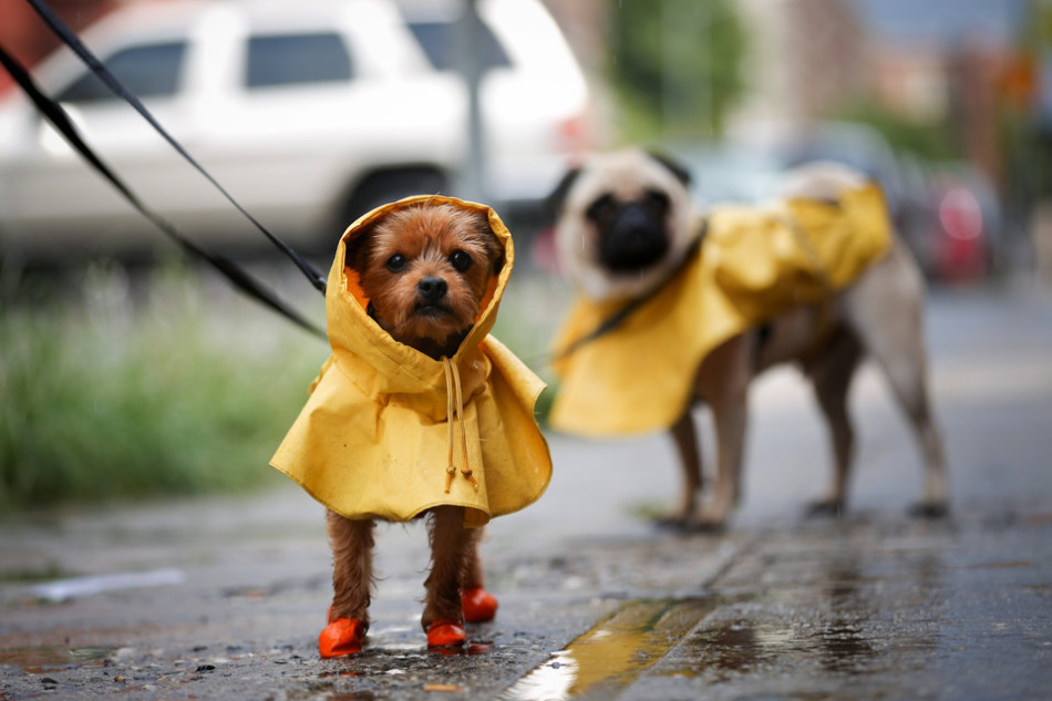 A cloak for a dog