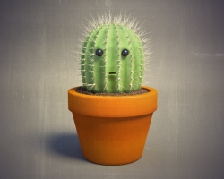 Is it possible to keep cacti at home? Homemade cactus: benefits and harm, folk signs and superstitions. Cactus as a gift: value, sign