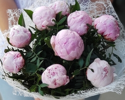 Kako duže spasiti buket peoniesa u vazi? Koliko koštaju peonies u vodi? Što dodati u vodu kako bi se peonies duže držao u vazi: cvjećarski savjet