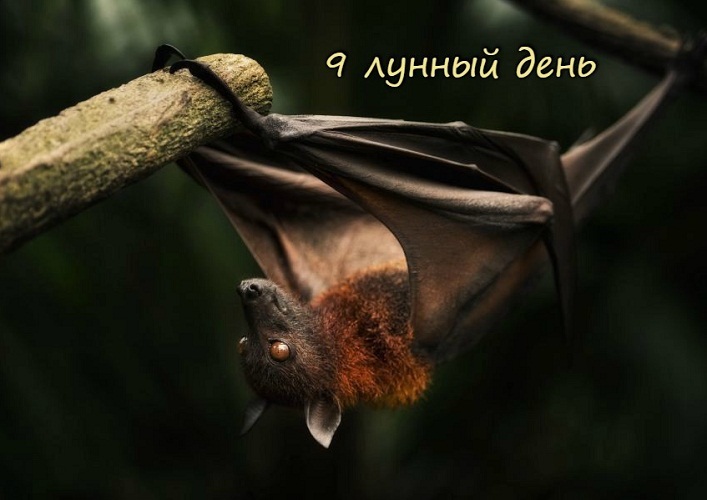 Symbolism in the form of a bat