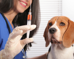 Как ведет себя собака после стерилизации и кастрации? Стоит ли кастрировать или стерилизовать собаку?