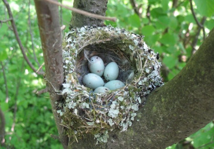 Zyblikov's nest, pool eggs