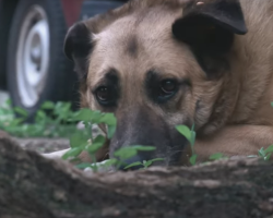 Der gute Besitzer wird den Hund nicht auf die Straße bringen: Bedeutung, Herkunft des Sprichworts