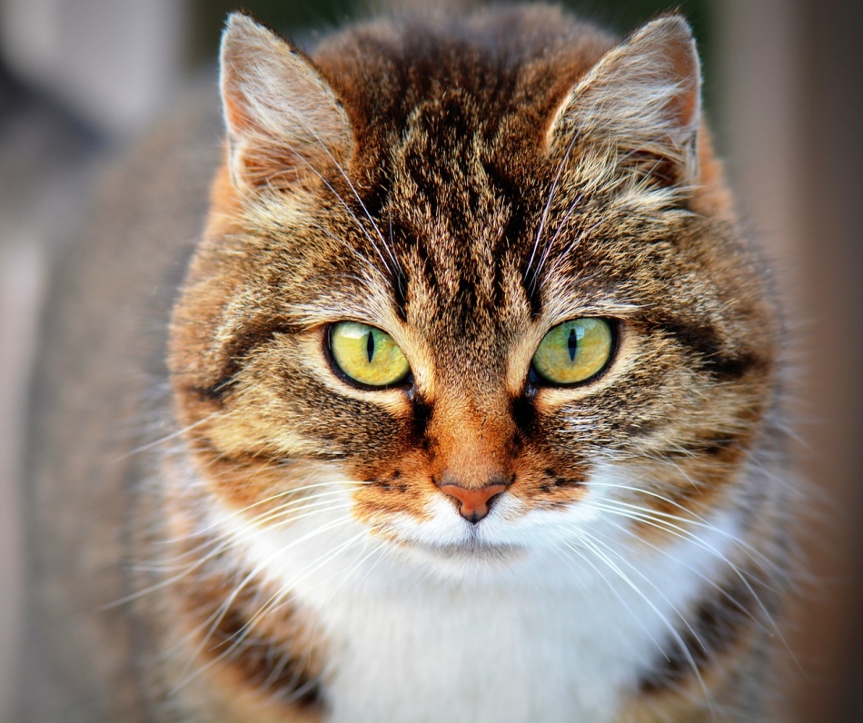 Treatment of infectious diseases in cats with an antibiotic byatril