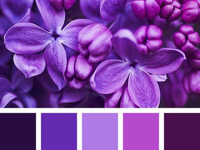 Оттенки фиолетового цвета, палитра, названия цветов