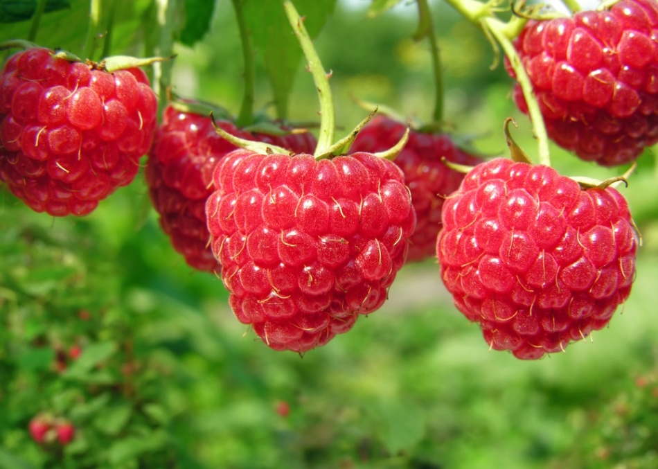 Las frambuesas necesitan fertilizante