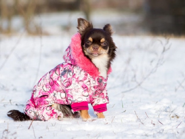 Cara menjahit pakaian untuk anjing kecil: pola, foto model terbaik. Membangun pola untuk anjing untuk anjing dari jenis apa pun: rekomendasi umum, konstruksi grid