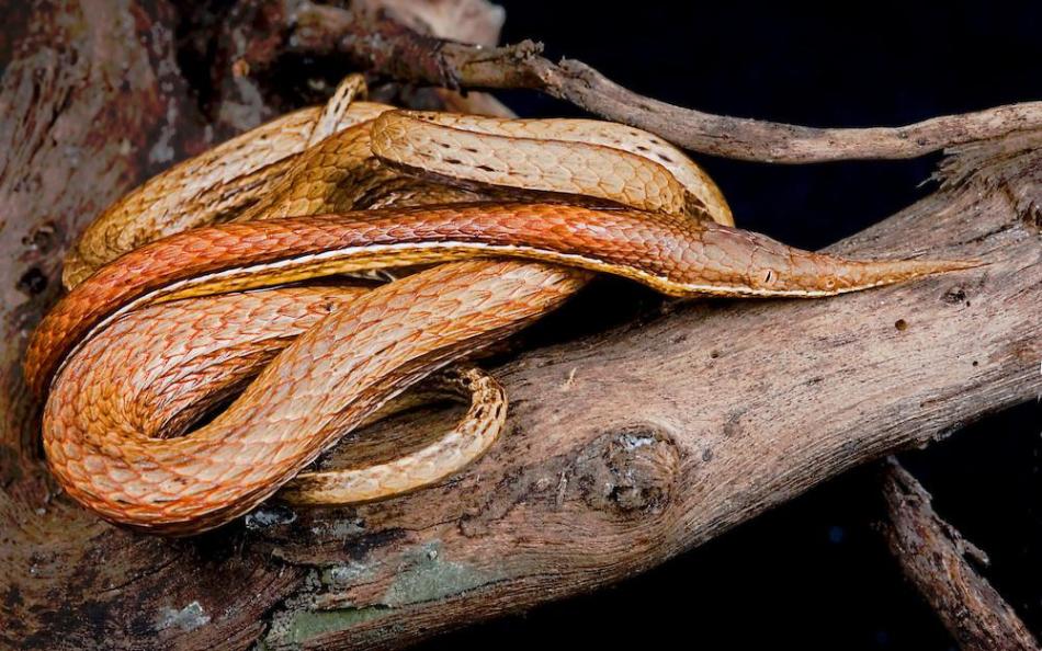 Leaf -bearing Madagascar