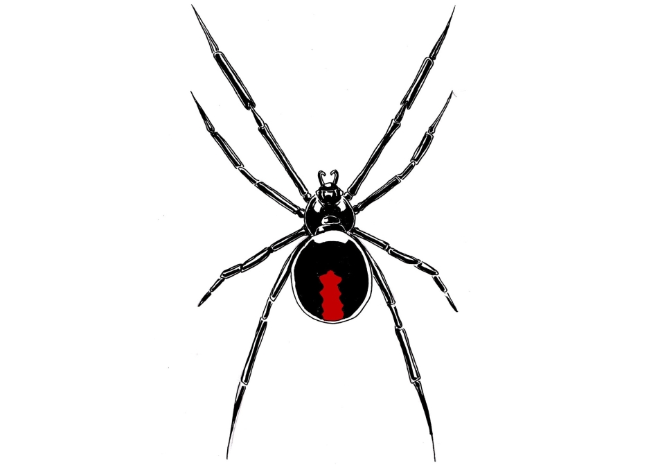 Spider-tattoo may look like this